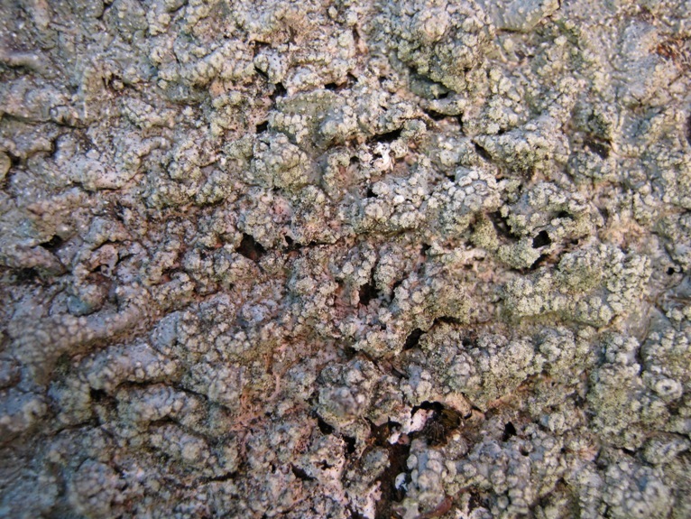 Punctelia: da determinare e curiosit�